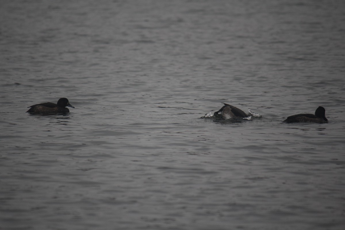 Tufted Duck - ML644849124