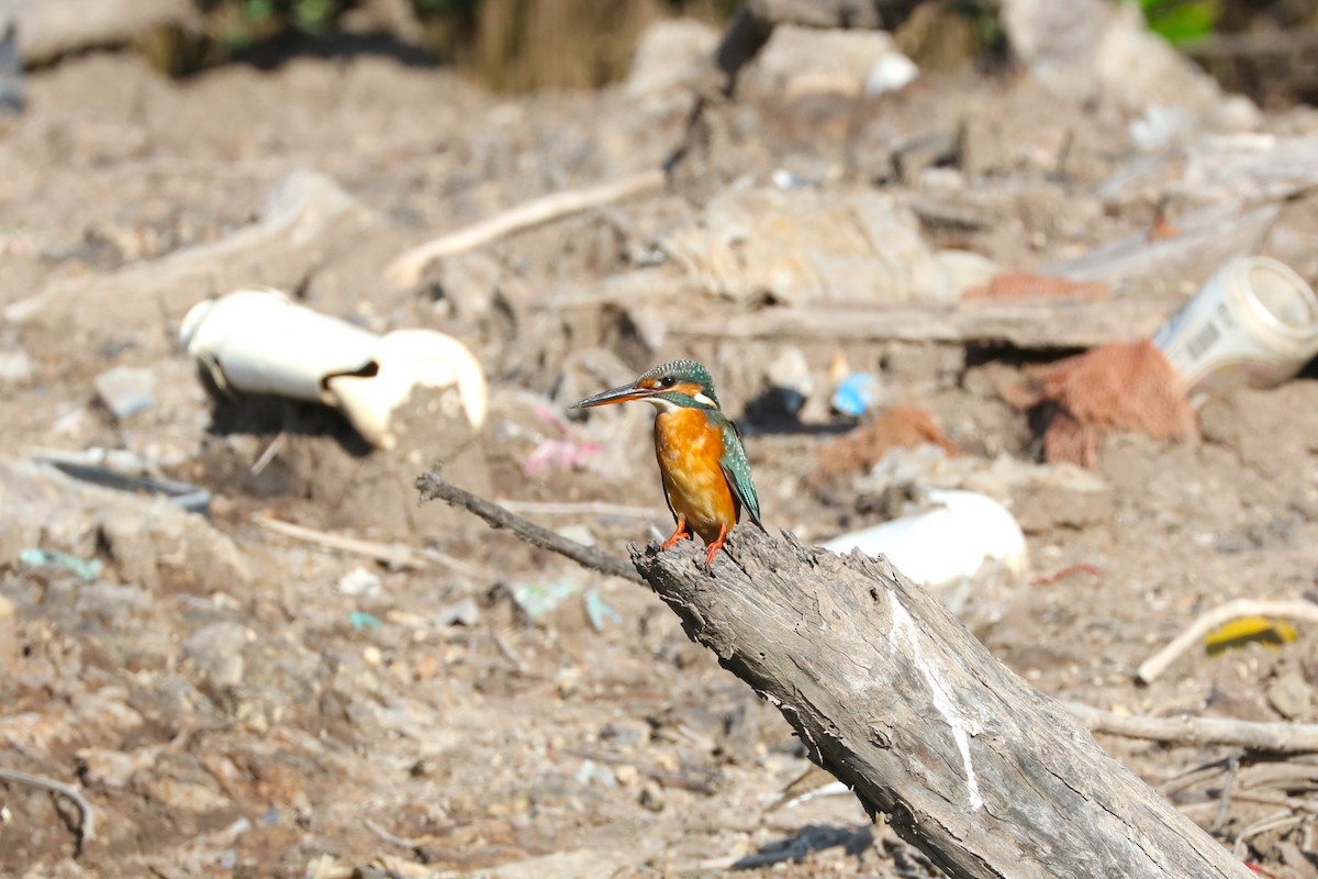 Common Kingfisher - ML644849130
