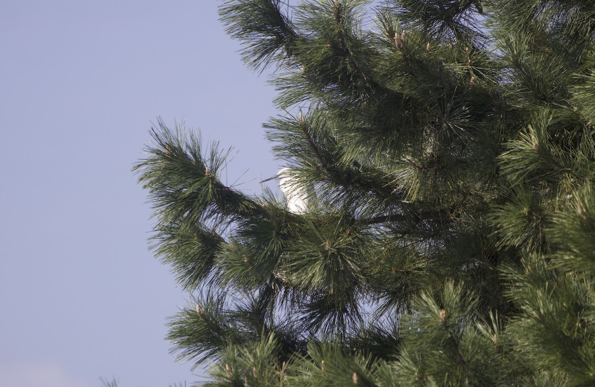 Little Egret - ML644849134