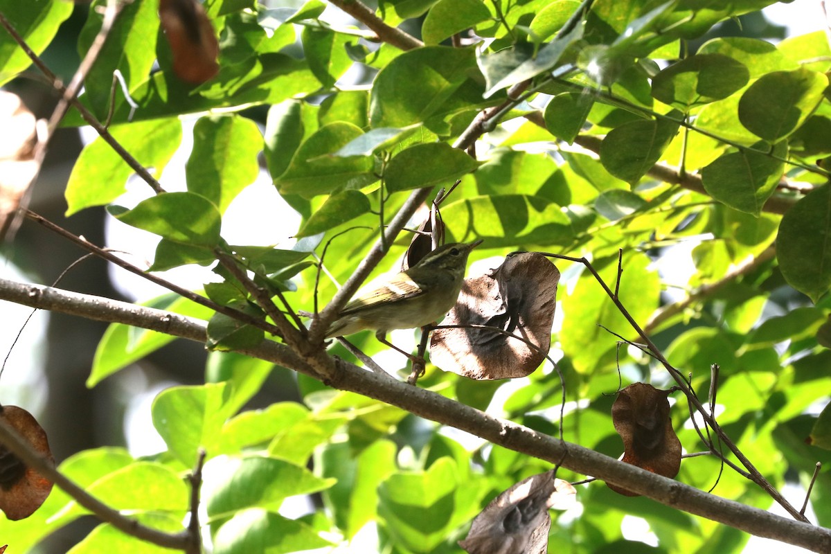 Yellow-browed Warbler - ML644849135