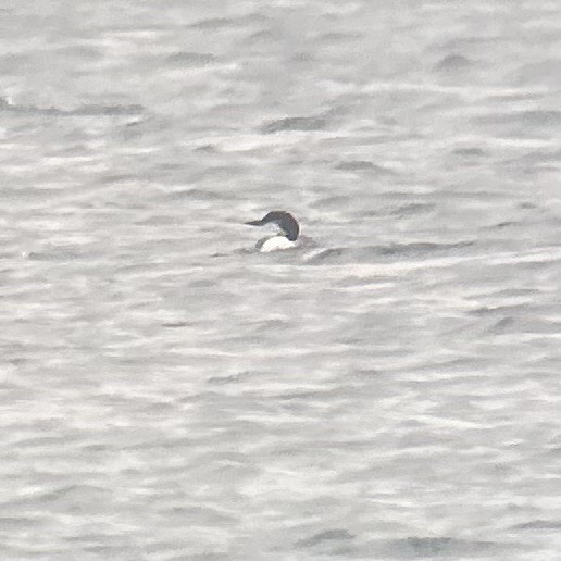 Pacific Loon - ML644849146