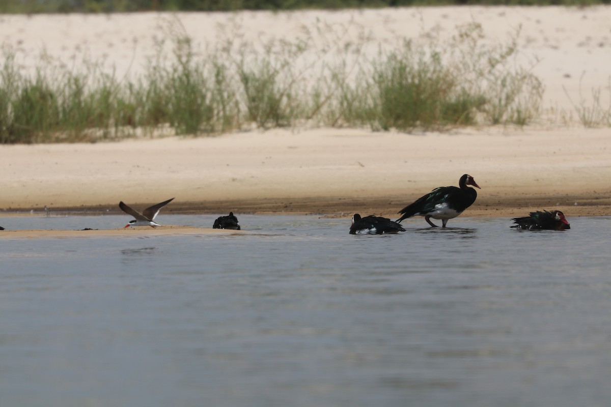 Spur-winged Goose - ML644849148