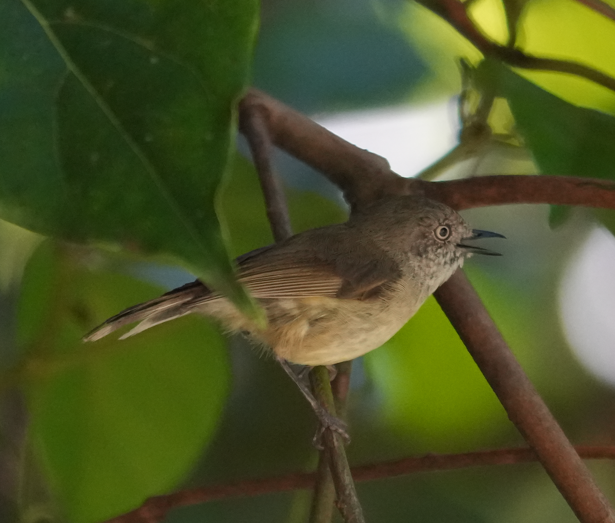 Mountain Thornbill - ML644849152