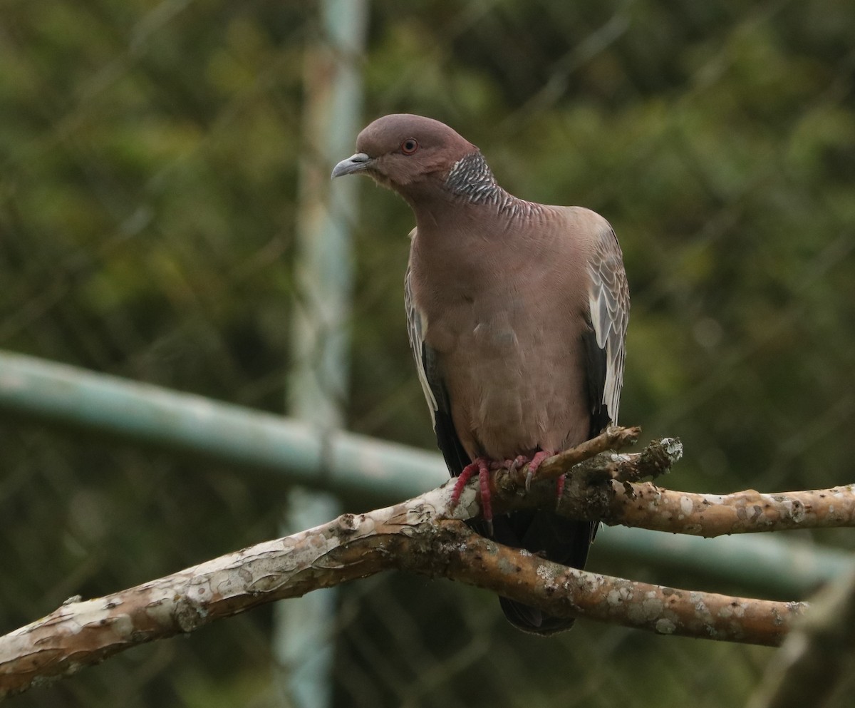 アカメバト - ML644849154