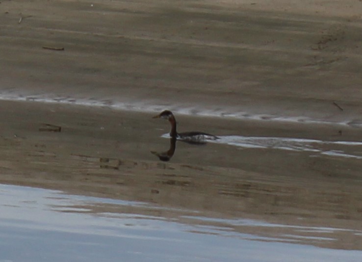 赤頸鸊鷉 - ML644849157