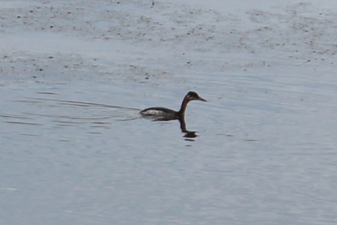 赤頸鸊鷉 - ML644849158