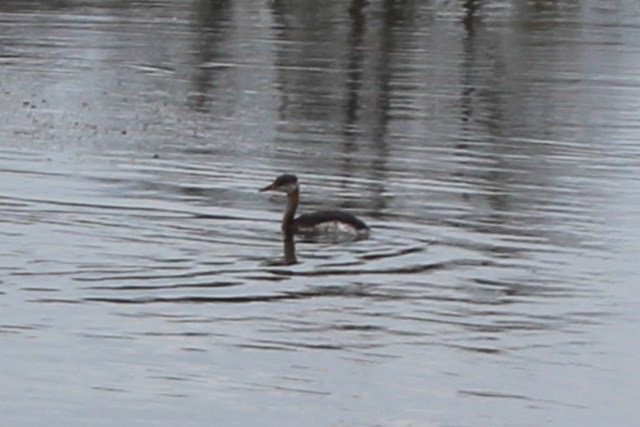 赤頸鸊鷉 - ML644849159