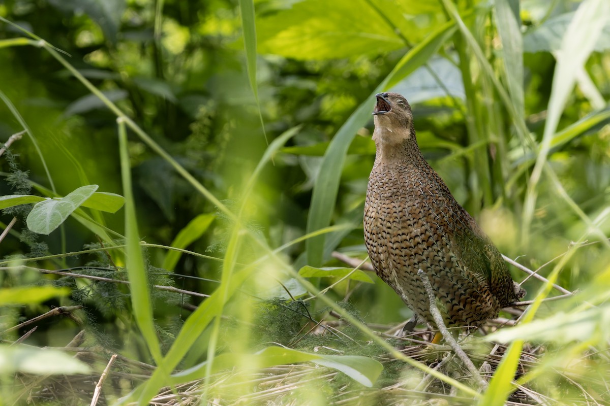 Brown Quail - ML644849179