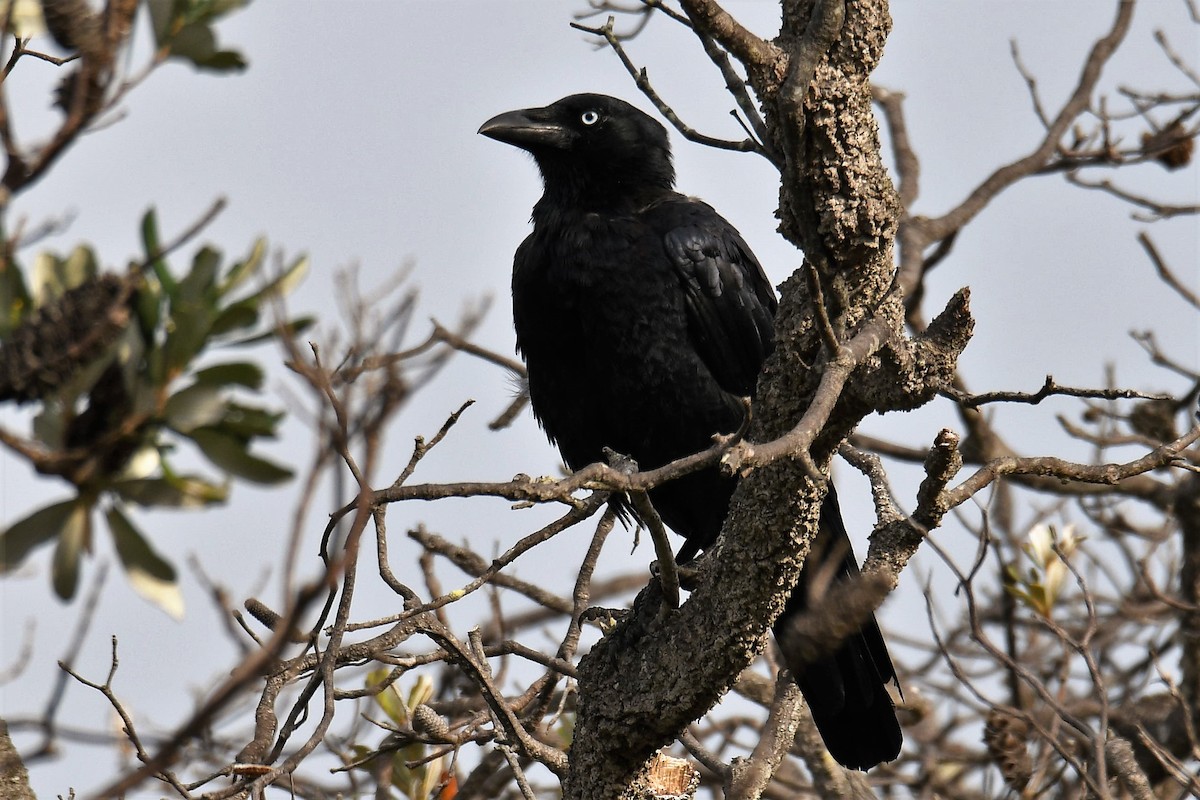 Forest Raven - ML644849190