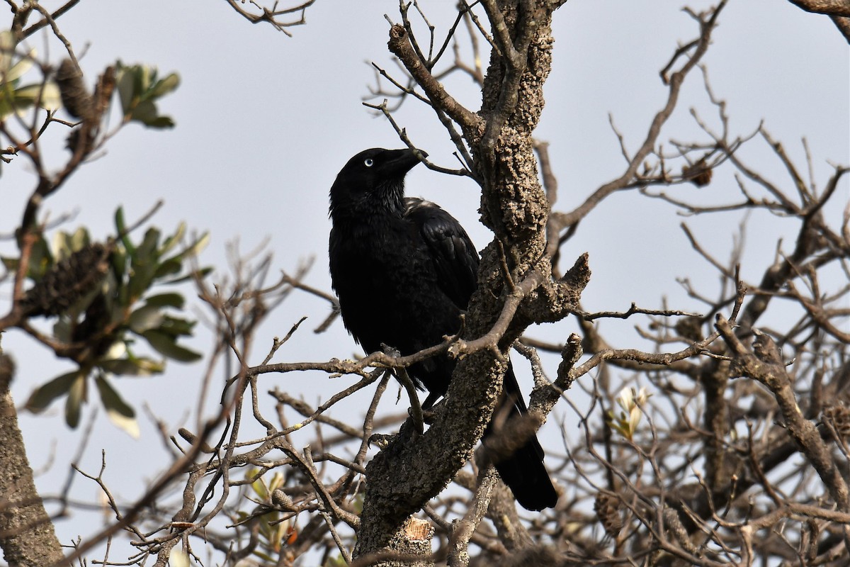 Forest Raven - ML644849191