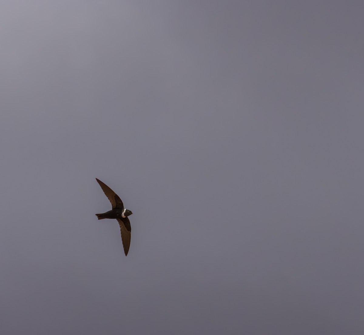 White-collared Swift - ML644849237