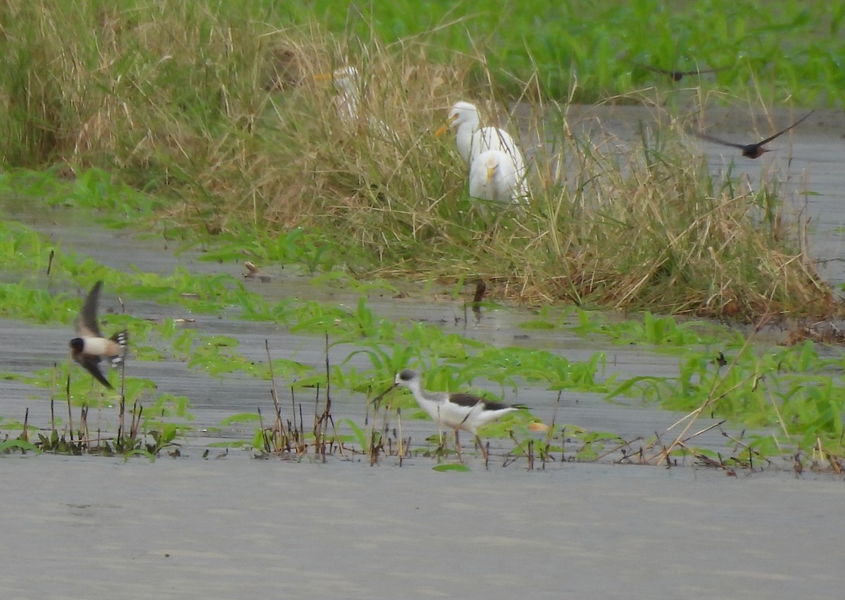 Zankaluze eurasiarra - ML644849246