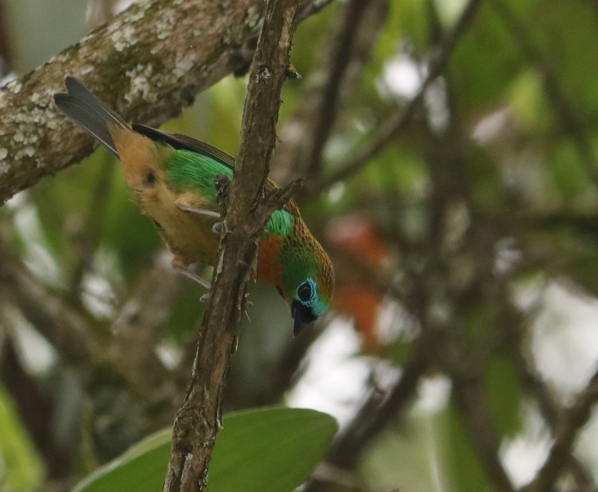 Tangara de Desmarest - ML644849271