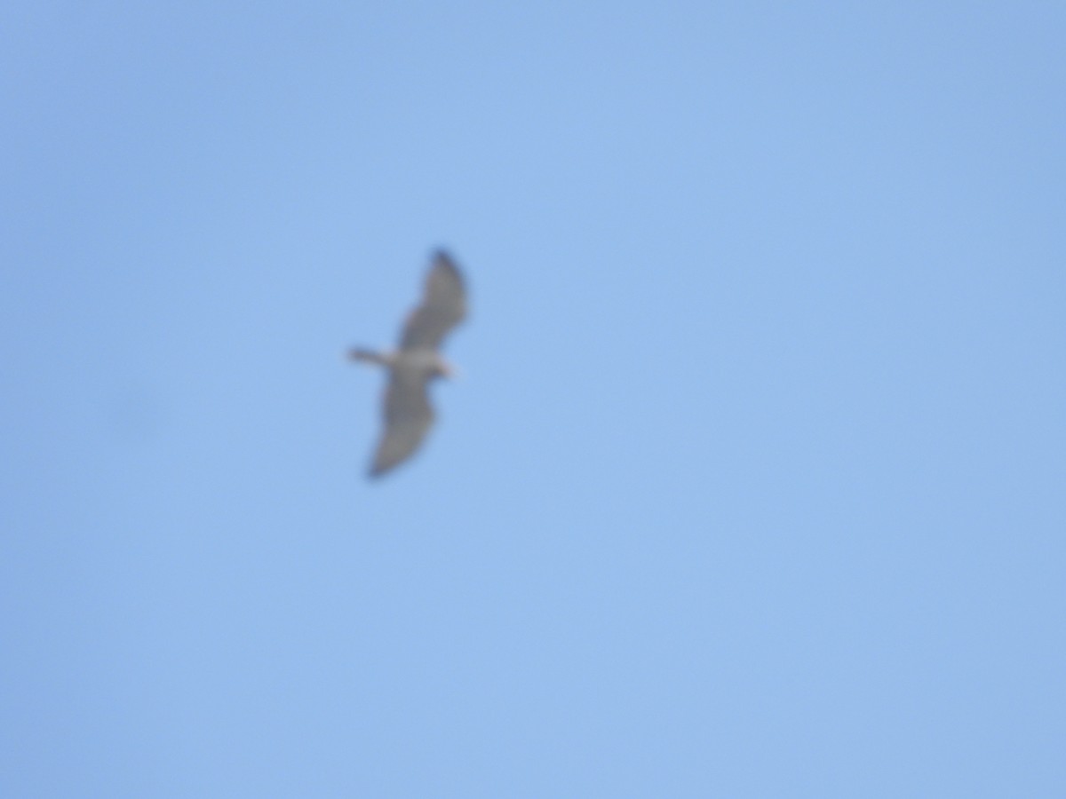 orlík krátkoprstý - ML644849275