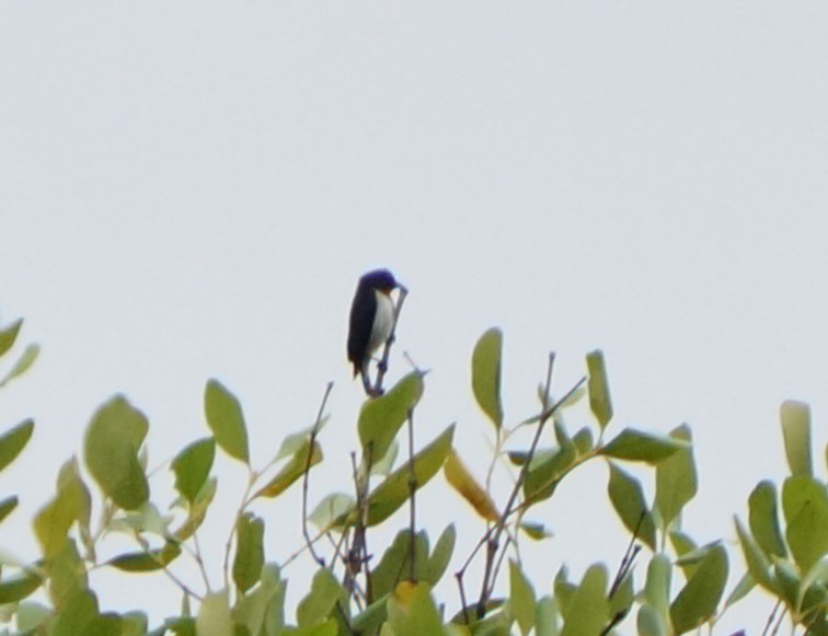 Red-chested Flowerpecker - ML644849287