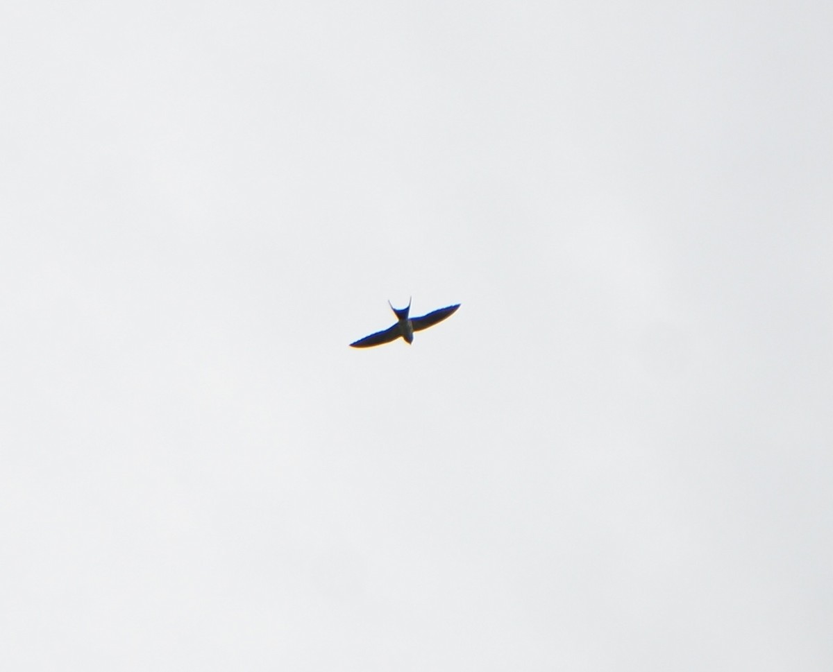 Eastern Red-rumped Swallow (Striated) - ML644849295