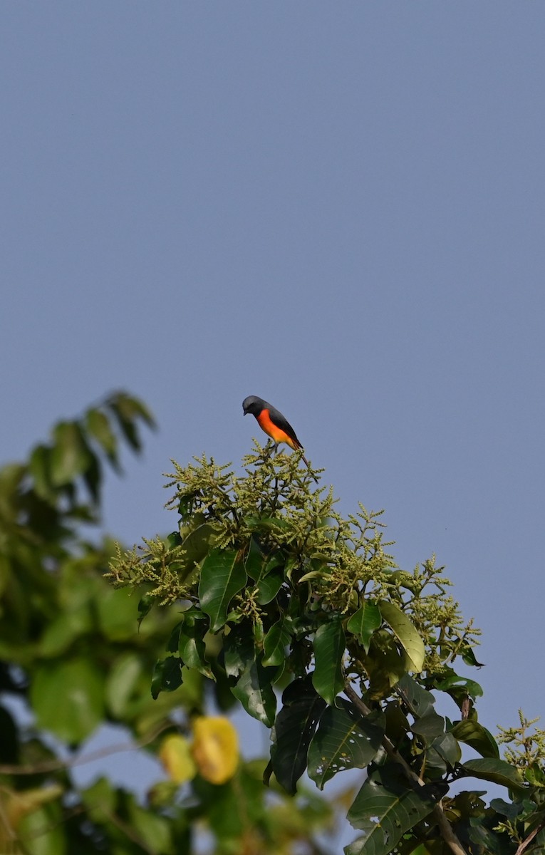 Small Minivet - ML644849298