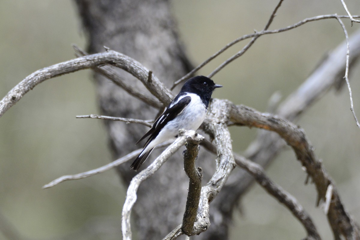 Пегая дриада - ML644849320