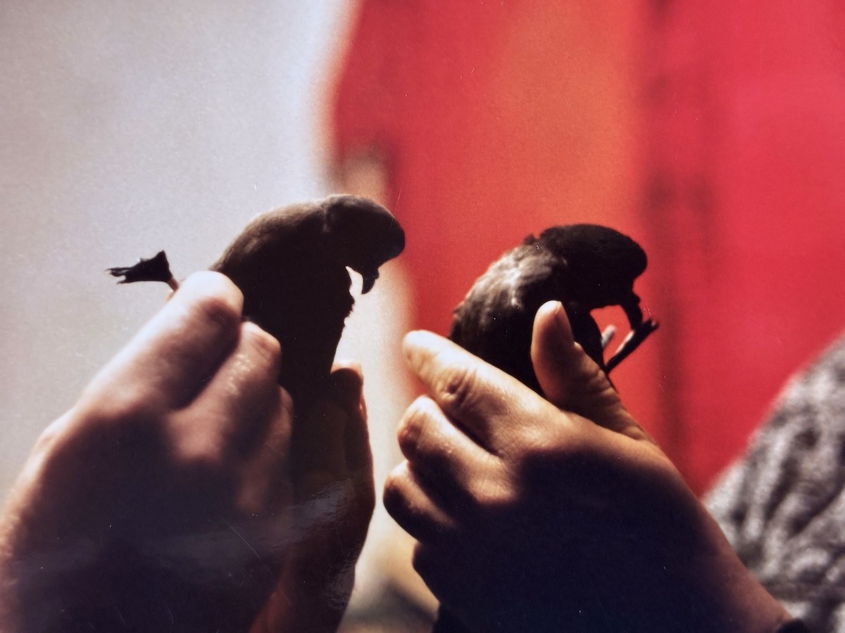 buřňáček severní (ssp. leucorhoa) - ML644849339