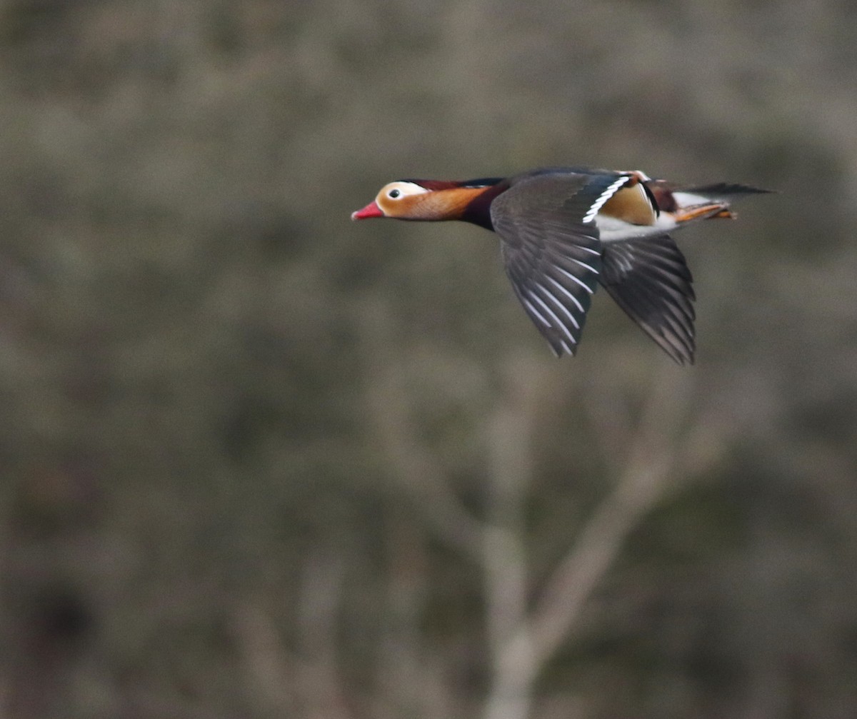 Мандаринка - ML644849382