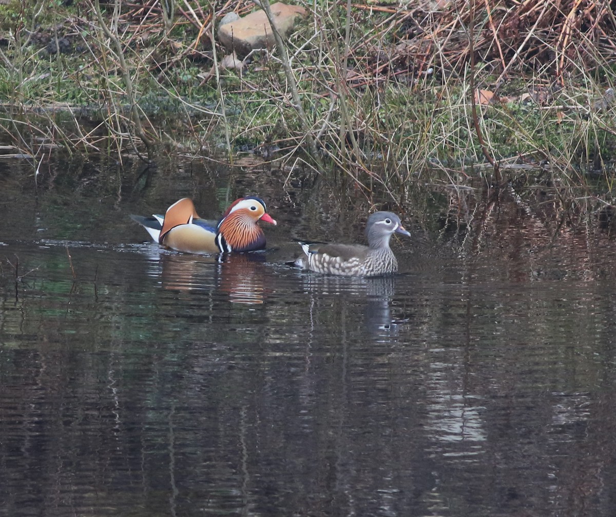 Мандаринка - ML644849383