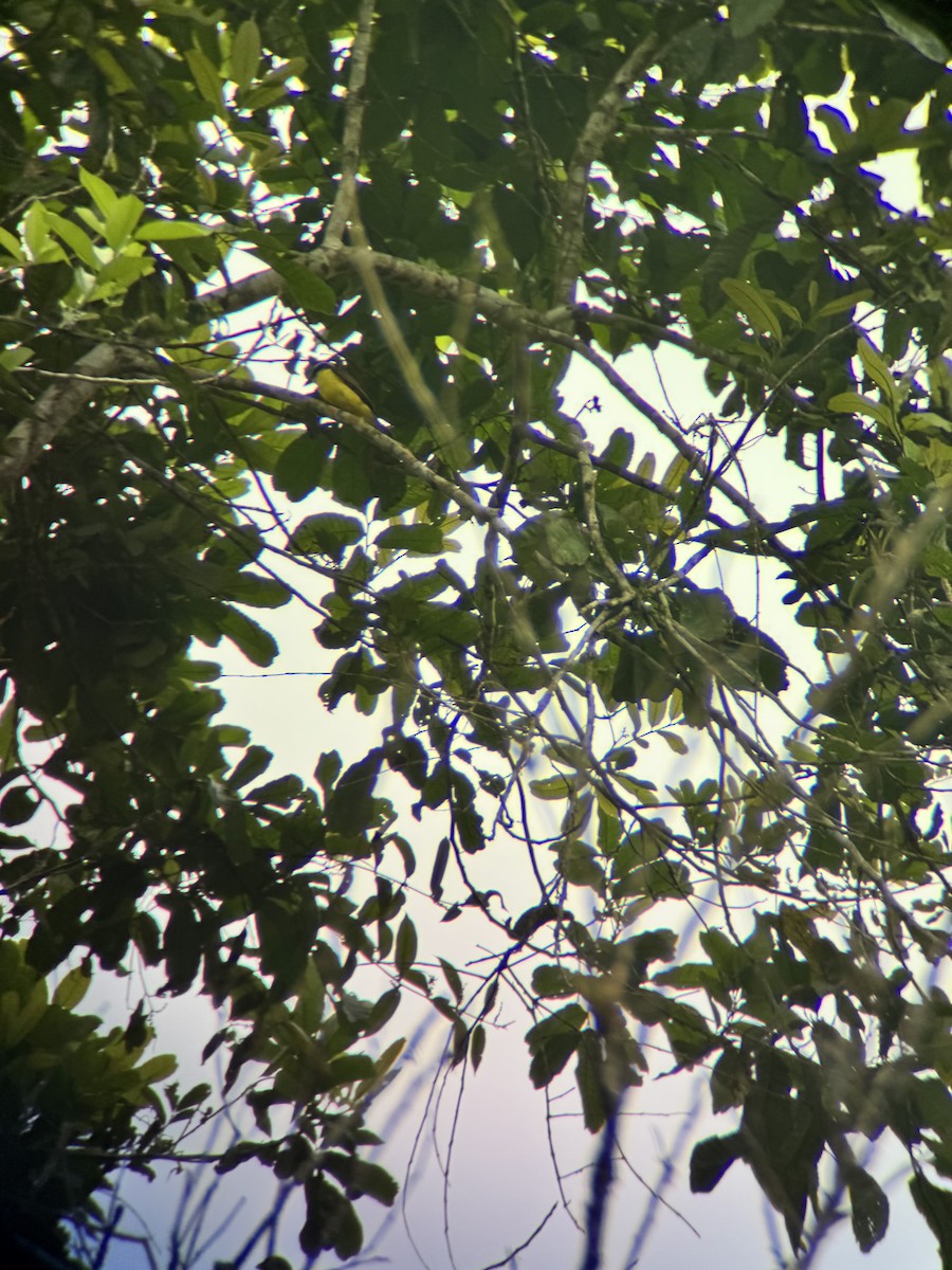 Пітанга-великодзьоб - ML644849384