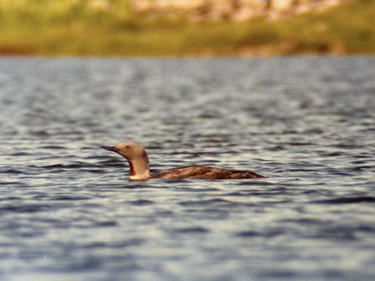 potáplice malá - ML644849389