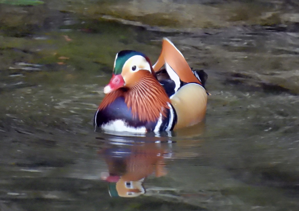 Мандаринка - ML644849398