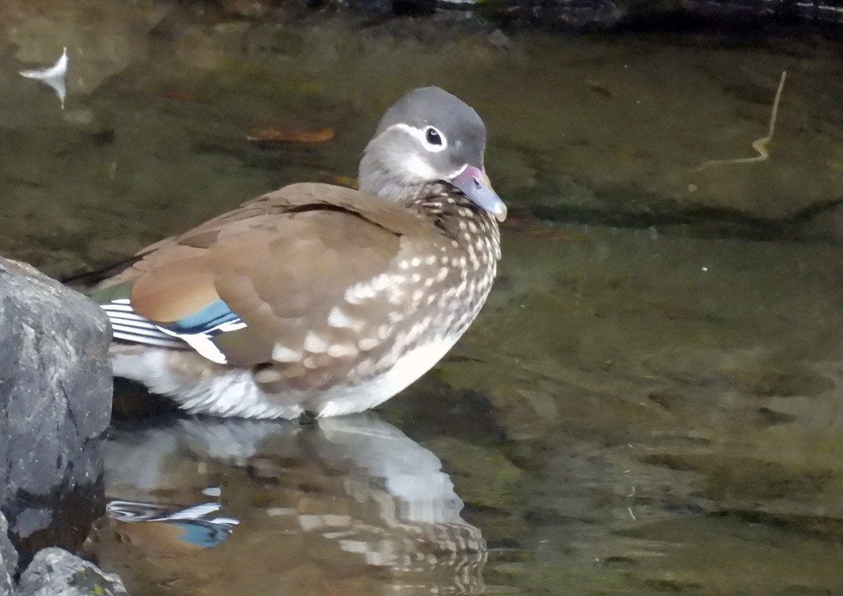 Мандаринка - ML644849399