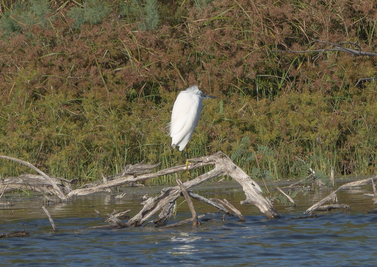 Snowy Egret - ML644849410