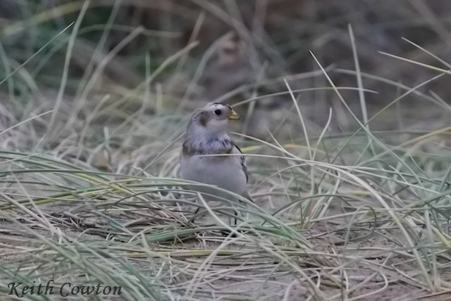 Snow Bunting - ML644849427