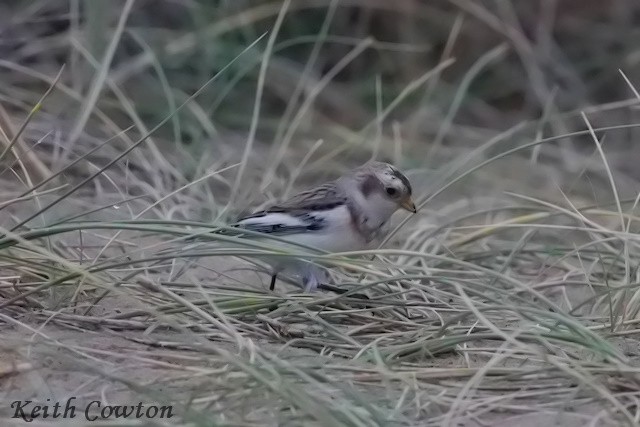 Snow Bunting - ML644849428