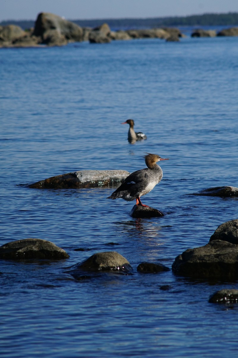 Red-breasted Merganser - ML644849431