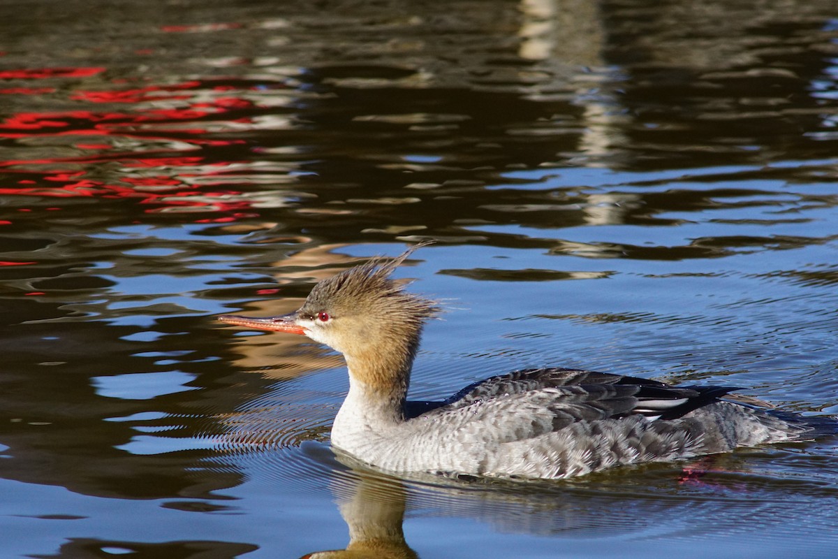 Red-breasted Merganser - ML644849447