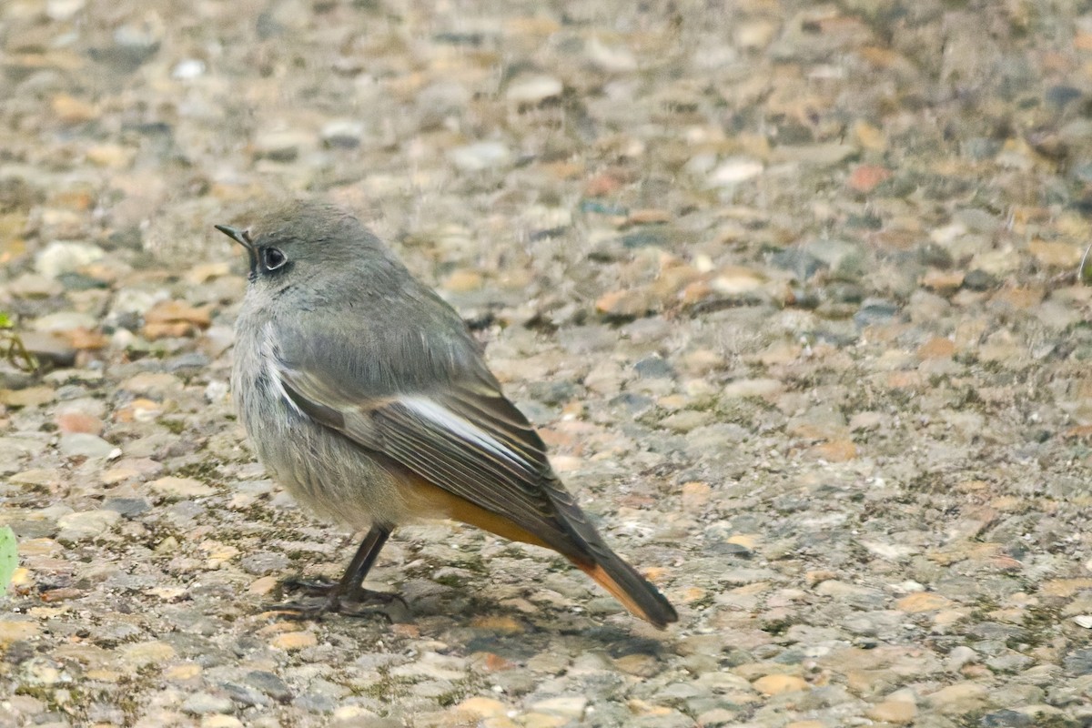 rehek domácí - ML644849455