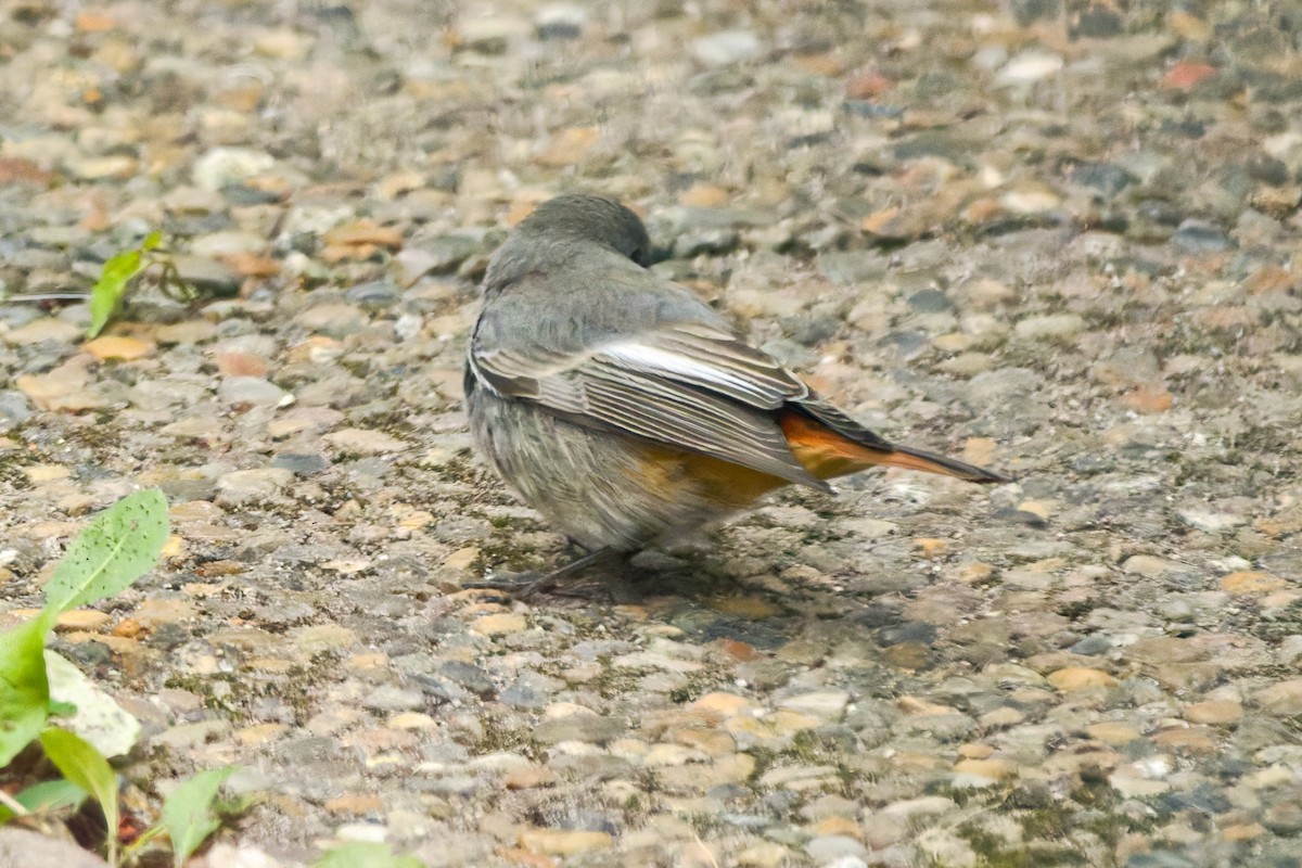 rehek domácí - ML644849456