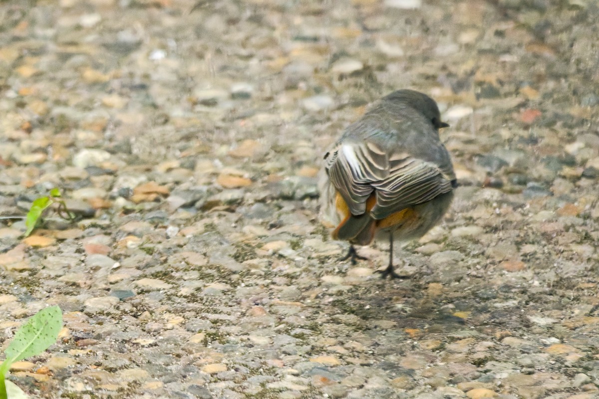 rehek domácí - ML644849457