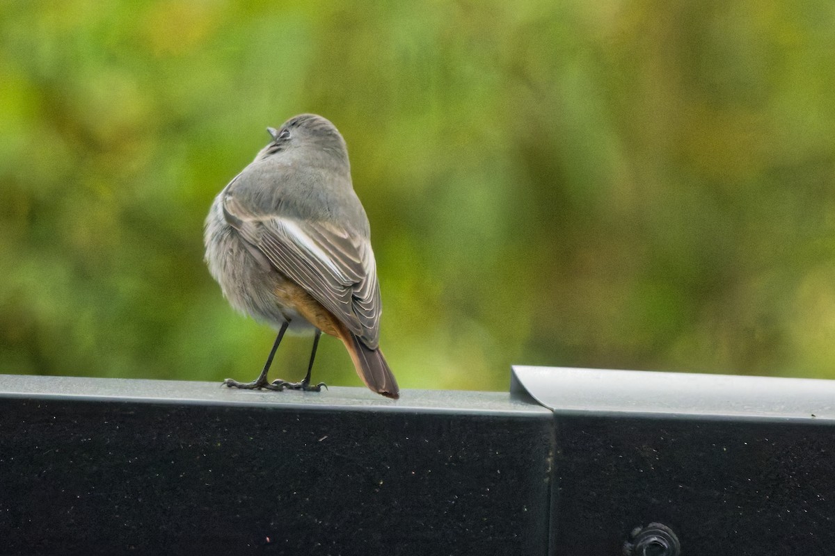 rehek domácí - ML644849462