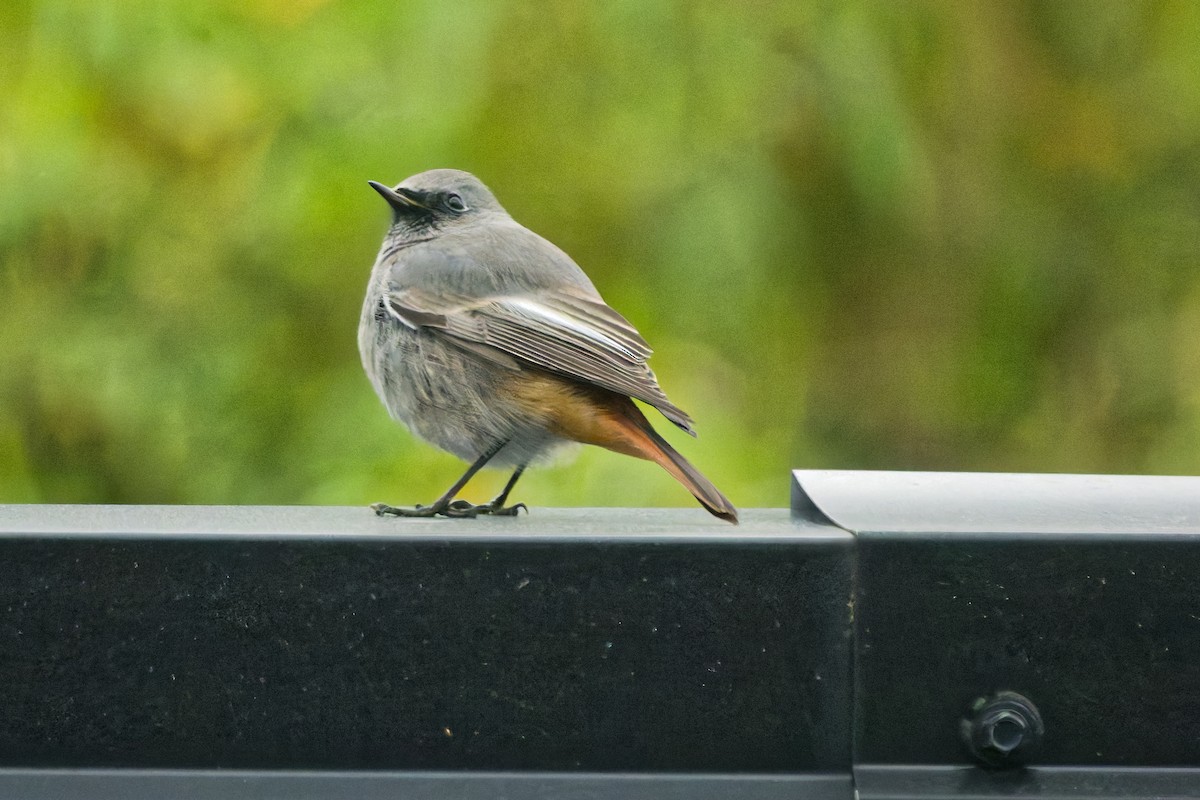 rehek domácí - ML644849463