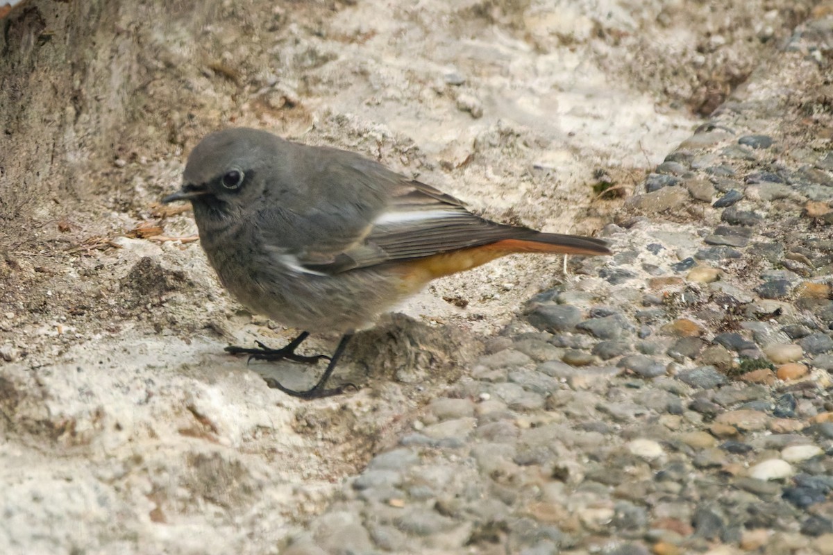 rehek domácí - ML644849464