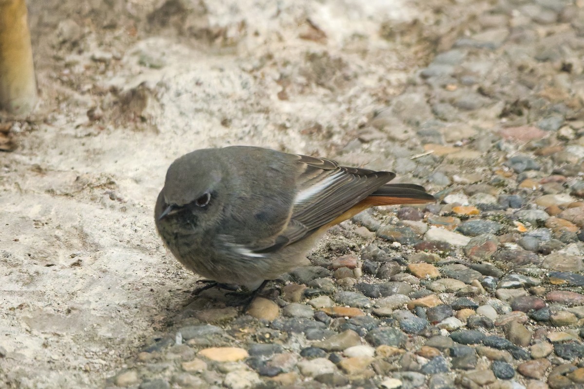 rehek domácí - ML644849465