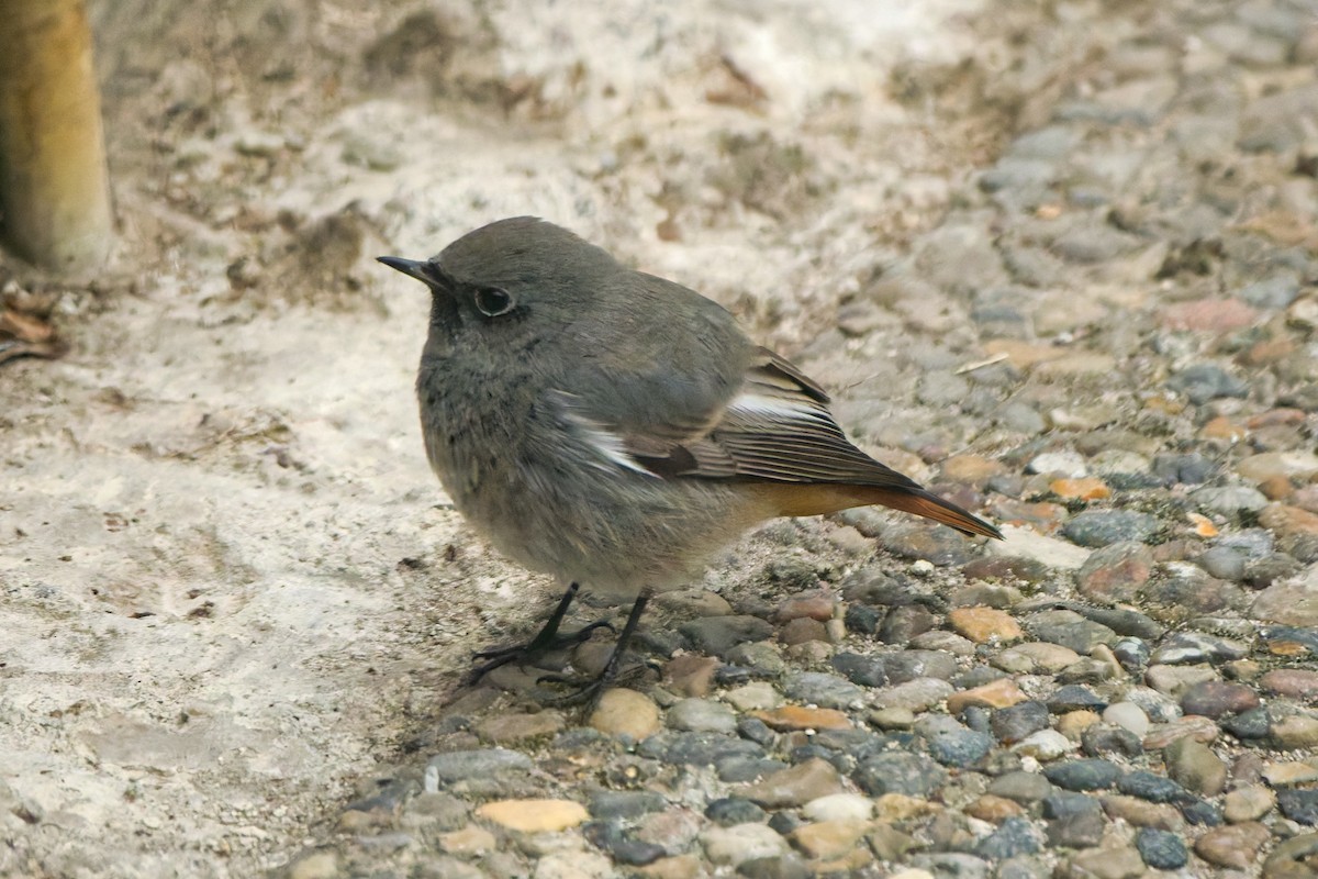 rehek domácí - ML644849466