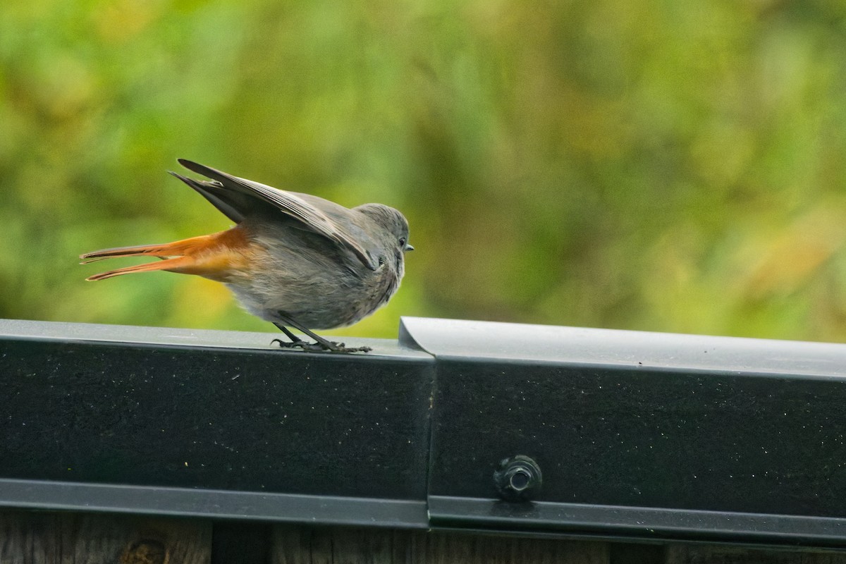 rehek domácí - ML644849467