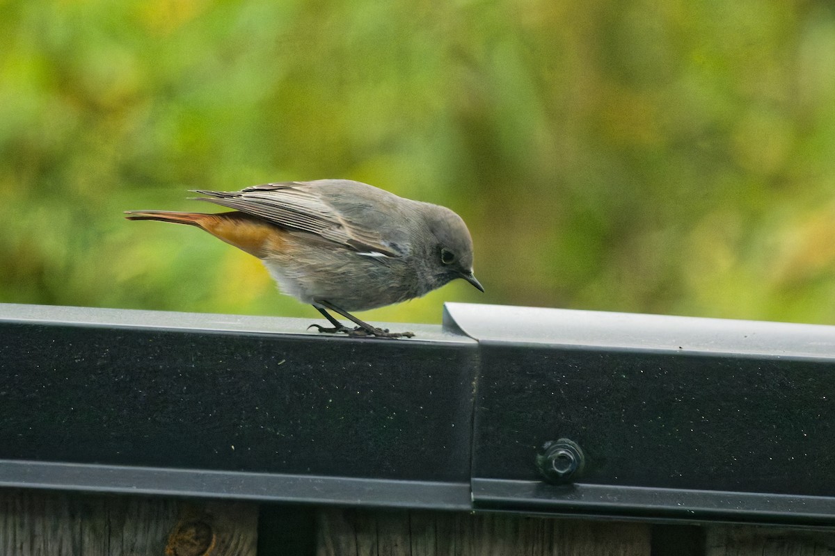 rehek domácí - ML644849468