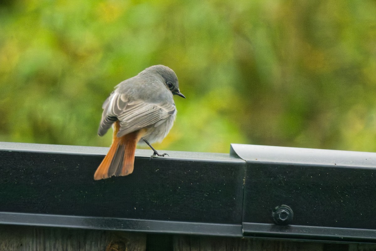 rehek domácí - ML644849469