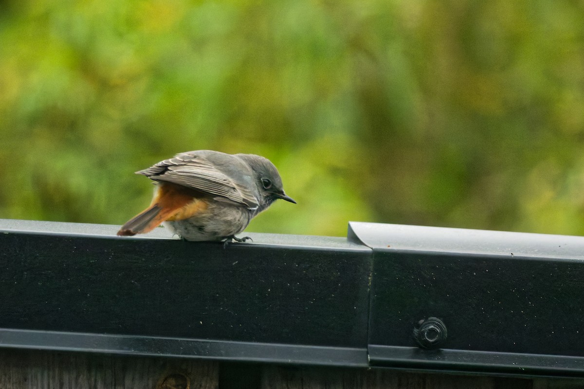 rehek domácí - ML644849470