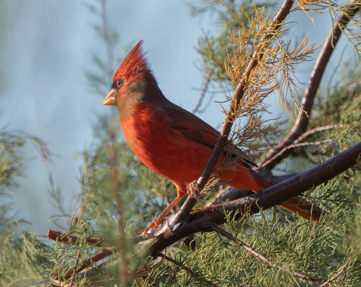 Rotkardinal - ML644849477