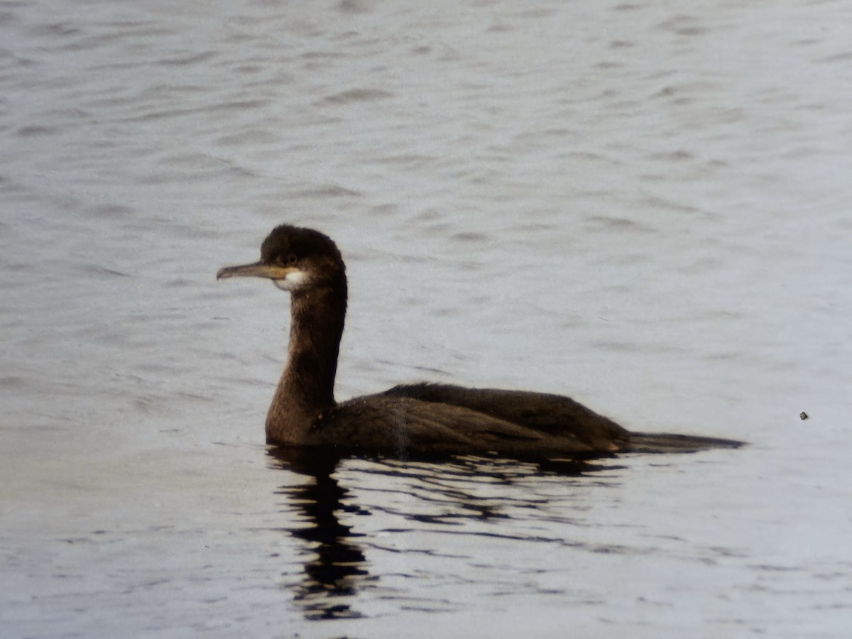 kormorán chocholatý - ML644849478