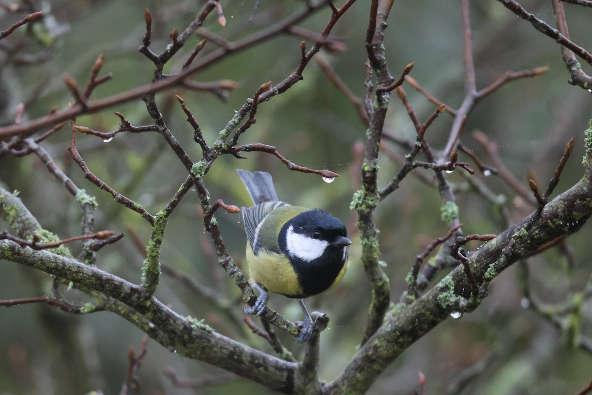 Great Tit - ML644849482