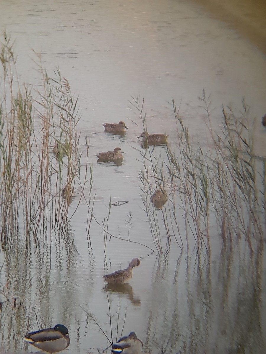 Marbled Duck - ML644849483